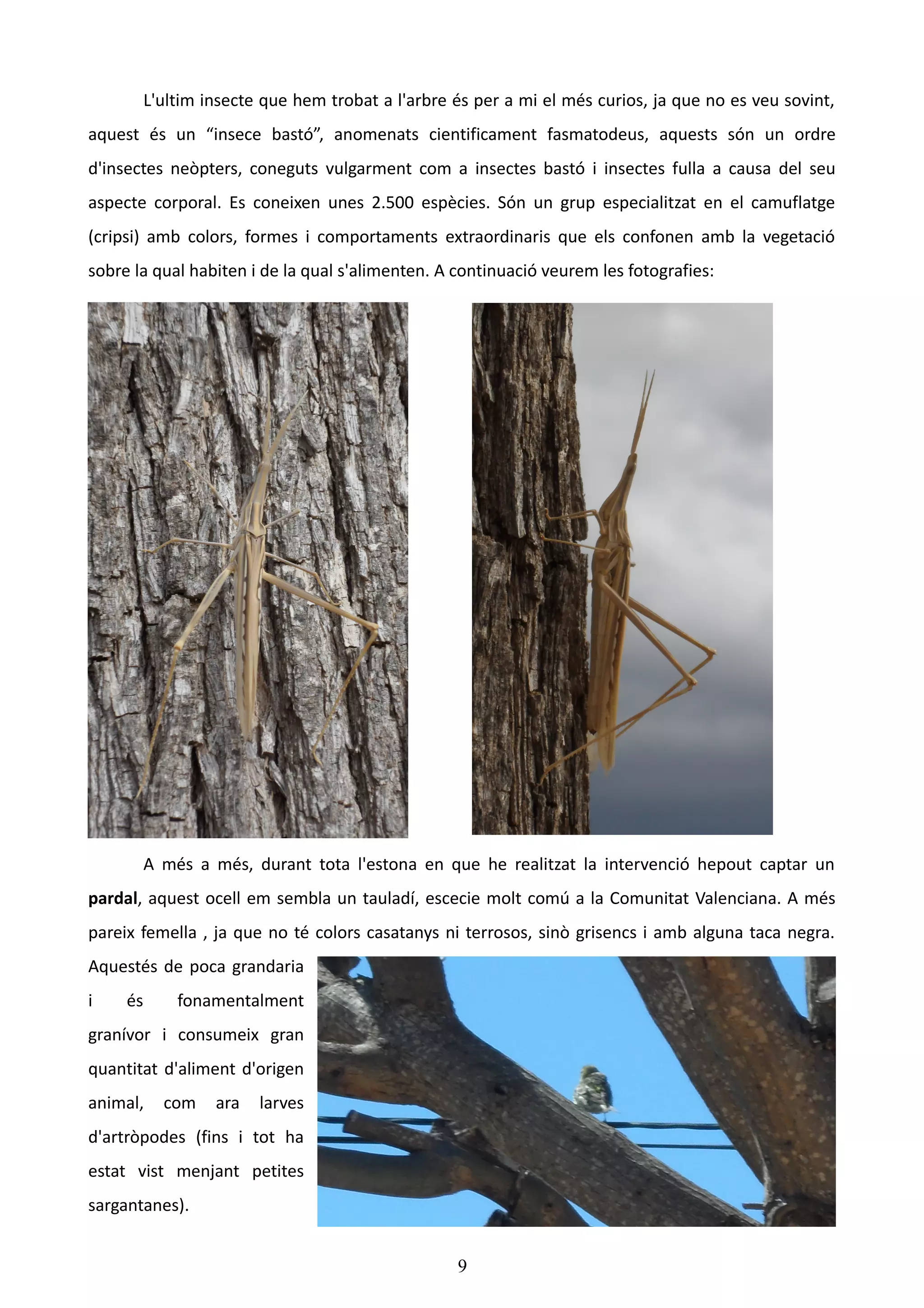L'ultim insecte que hem trobat a l'arbre és per a mi el més curios, ja que no es veu sovint,
aquest és un “insece bastó”, anomenats cientificament fasmatodeus, aquests són un ordre
d'insectes neòpters, coneguts vulgarment com a insectes bastó i insectes fulla a causa del seu
aspecte corporal. Es coneixen unes 2.500 espècies. Són un grup especialitzat en el camuflatge
(cripsi) amb colors, formes i comportaments extraordinaris que els confonen amb la vegetació
sobre la qual habiten i de la qual s'alimenten. A continuació veurem les fotografies:




          A més a més, durant tota l'estona en que he realitzat la intervenció hepout captar un
pardal, aquest ocell em sembla un tauladí, escecie molt comú a la Comunitat Valenciana. A més
pareix femella , ja que no té colors casatanys ni terrosos, sinò grisencs i amb alguna taca negra.
Aquestés de poca grandaria
i    és       fonamentalment
granívor i consumeix gran
quantitat d'aliment d'origen
animal,     com    ara   larves
d'artròpodes (fins i tot ha
estat vist menjant petites
sargantanes).


                                                   9
 