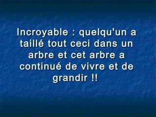 Incroyable : quelqu'un a
 taillé tout ceci dans un
   arbre et cet arbre a
 continué de vivre et de
         grandir !!
 