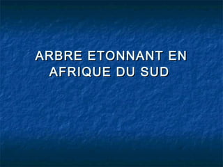 ARBRE ETONNANT ENARBRE ETONNANT EN
AFRIQUE DU SUDAFRIQUE DU SUD
 