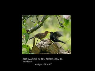 ARA IMAGINA EL TEU ARBRE. COM EL FARIES? Imatges: Flickr CC 