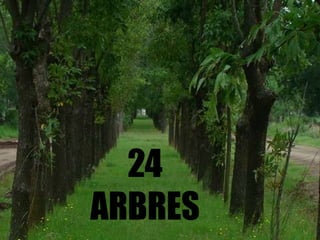 24
ARBRES
 