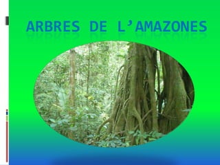 ARBRES DE L’AMAZONES
 