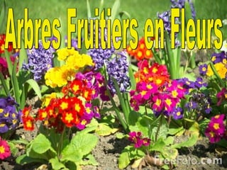 Arbres Fruitiers en Fleurs 