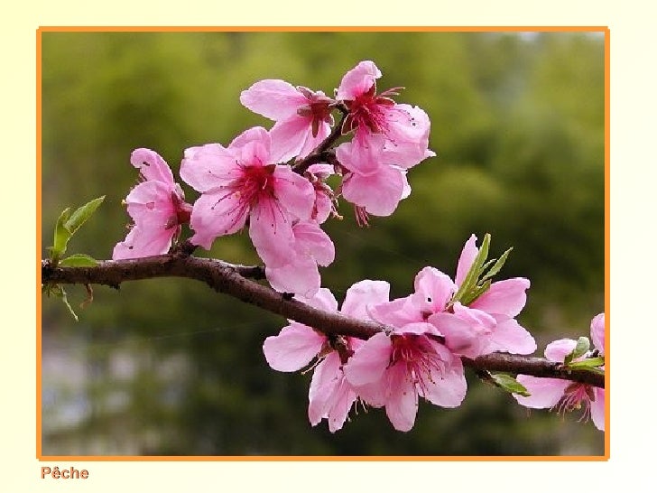Arbres Fruitiers En Fleurs