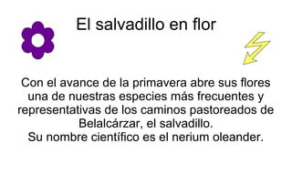 El salvadillo en flor
Con el avance de la primavera abre sus flores
una de nuestras especies más frecuentes y
representati...