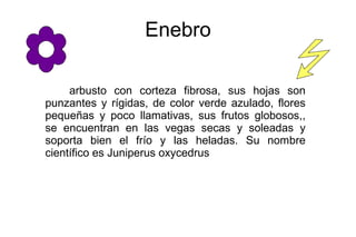 Enebro
arbusto con corteza fibrosa, sus hojas son
punzantes y rígidas, de color verde azulado, flores
pequeñas y poco llam...
