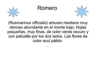 Romero
(Rosmarinus officialis) arbusto mediano muy
oloroso abundante en el monte bajo. Hojas
pequeñas, muy finas, de color...