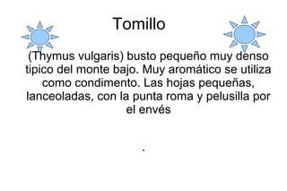 Tomillo
(Thymus vulgaris) busto pequeño muy denso
tipico del monte bajo. Muy aromático se utiliza
como condimento. Las hoj...