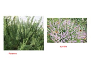 tomillo
Romero
 