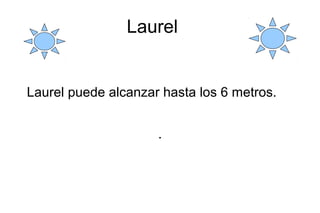 Laurel
Laurel puede alcanzar hasta los 6 metros.
.
 