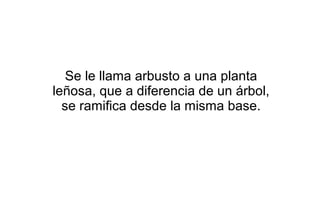 Se le llama arbusto a una planta
leñosa, que a diferencia de un árbol,
se ramifica desde la misma base.
 