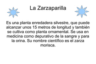 La Zarzaparilla
Es una planta enredadera silvestre, que puede
alcanzar unos 15 metros de longitud y también
se cultiva com...