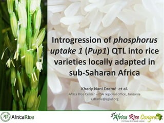 Introgression of phosphorus
uptake 1 (Pup1) QTL into rice
varieties locally adapted in
sub-Saharan Africa
Khady Nani Dramé et al.
Africa Rice Center – ESA regional office, Tanzania
k.drame@cgiar.org

 