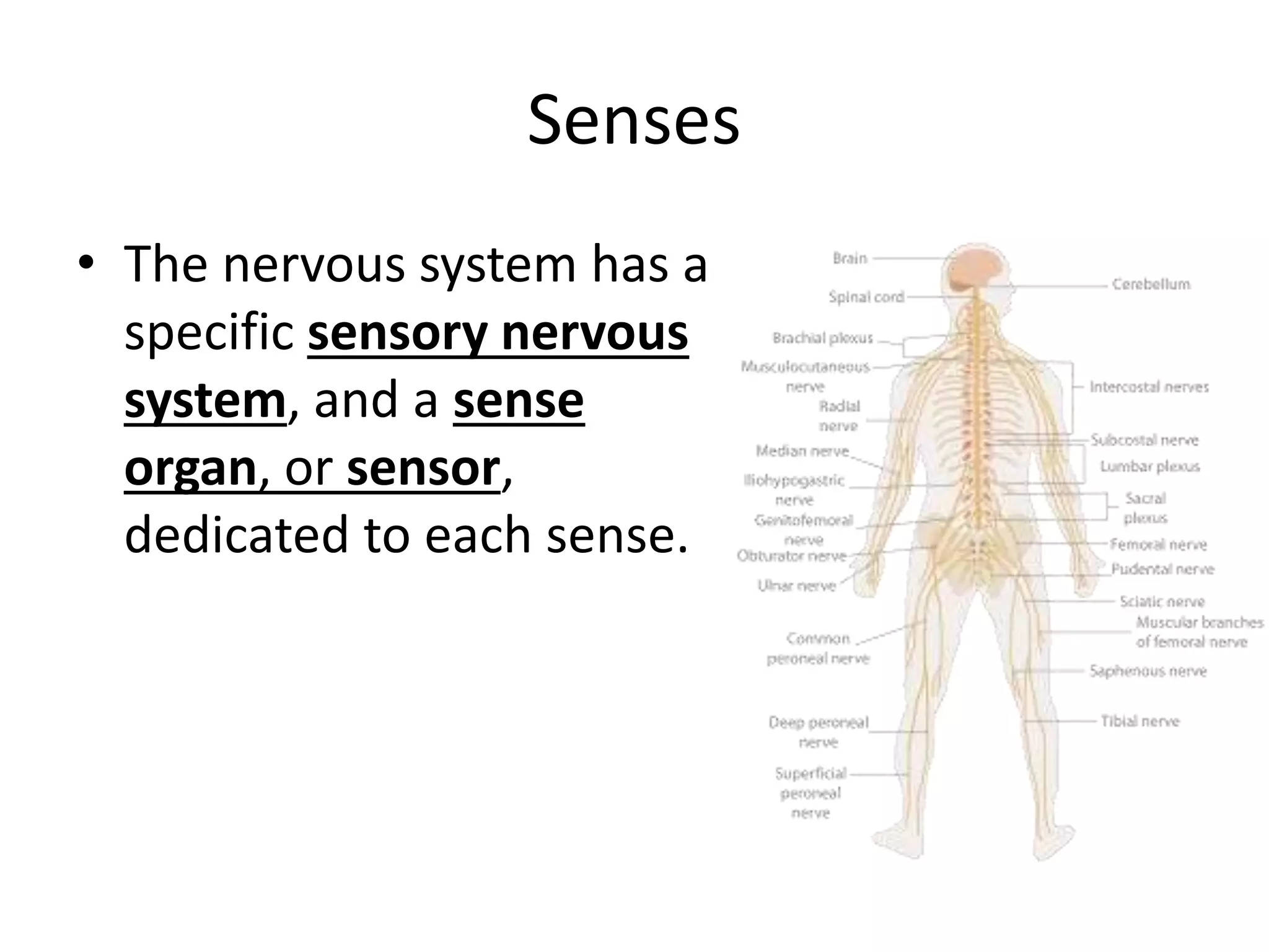 Senses
• The nervous system has a
specific sensory nervous
system, and a sense
organ, or sensor,
dedicated to each sense.
 