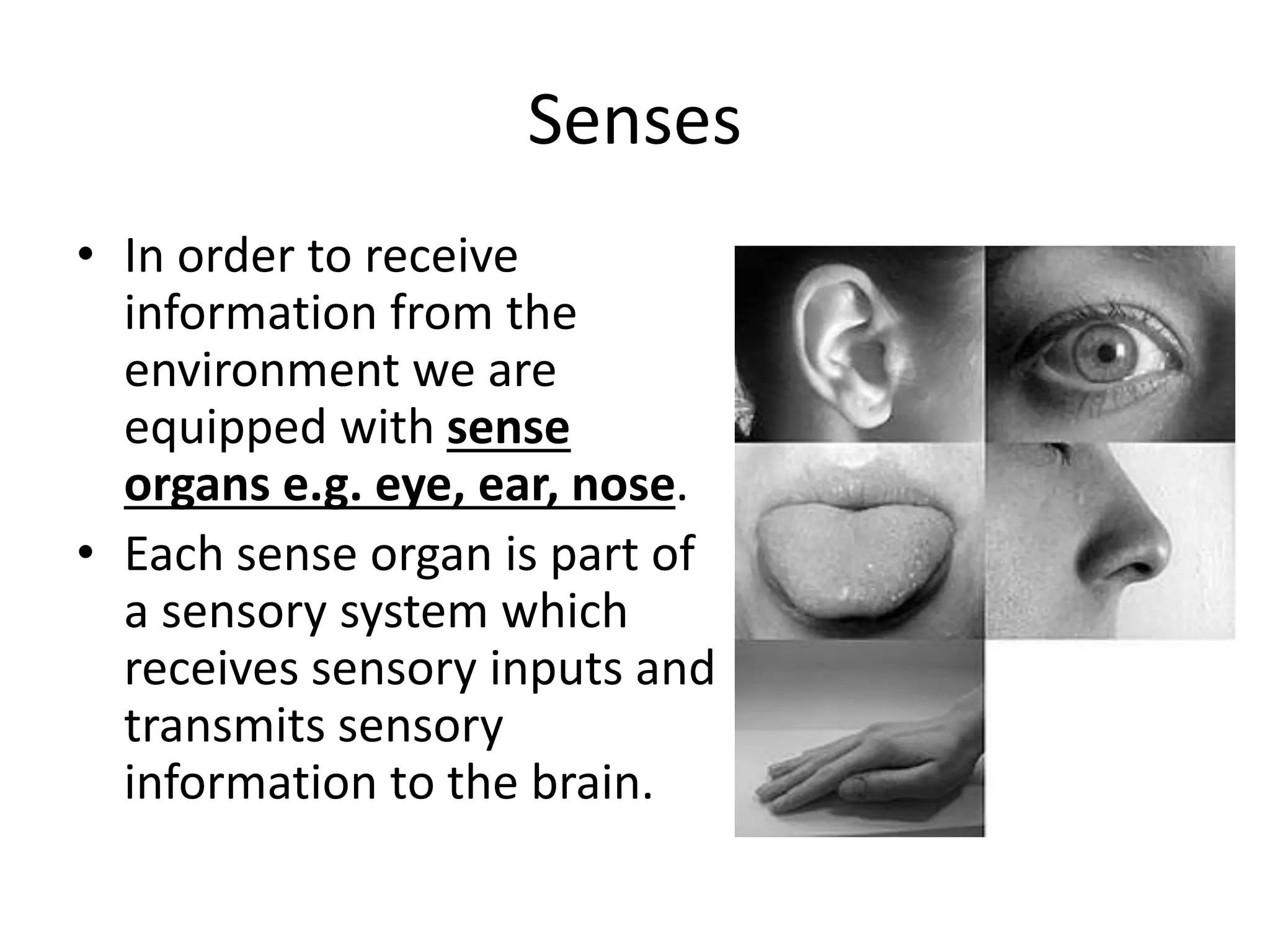 Senses
• In order to receive
information from the
environment we are
equipped with sense
organs e.g. eye, ear, nose.
• Each sense organ is part of
a sensory system which
receives sensory inputs and
transmits sensory
information to the brain.
 