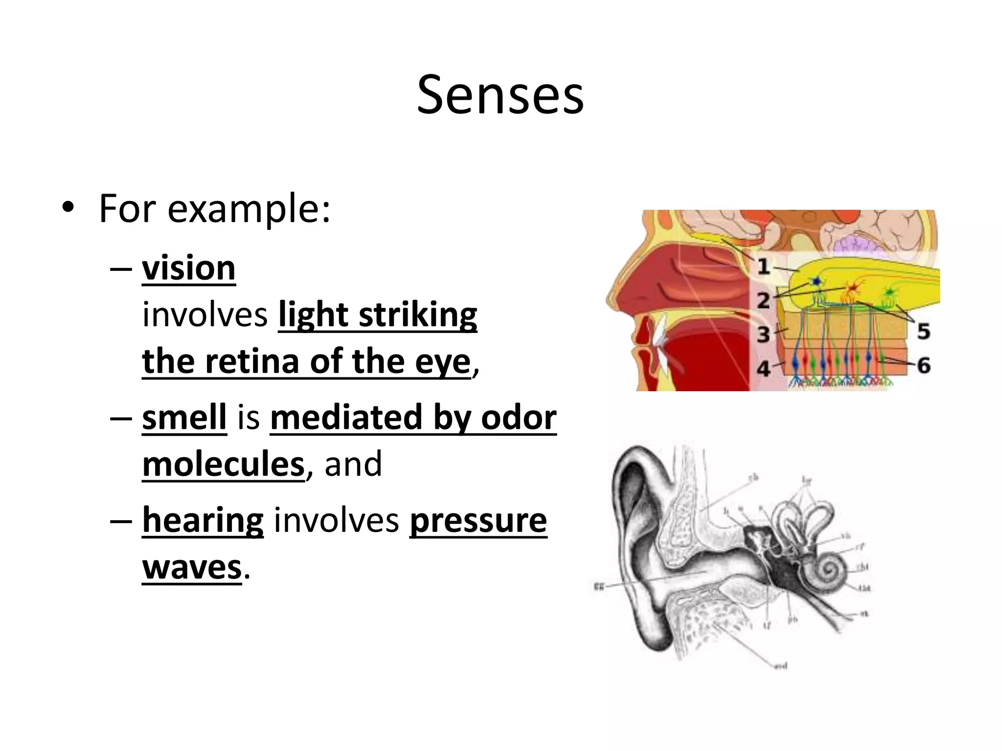 Senses
• For example:
– vision
involves light striking
the retina of the eye,
– smell is mediated by odor
molecules, and
– hearing involves pressure
waves.
 