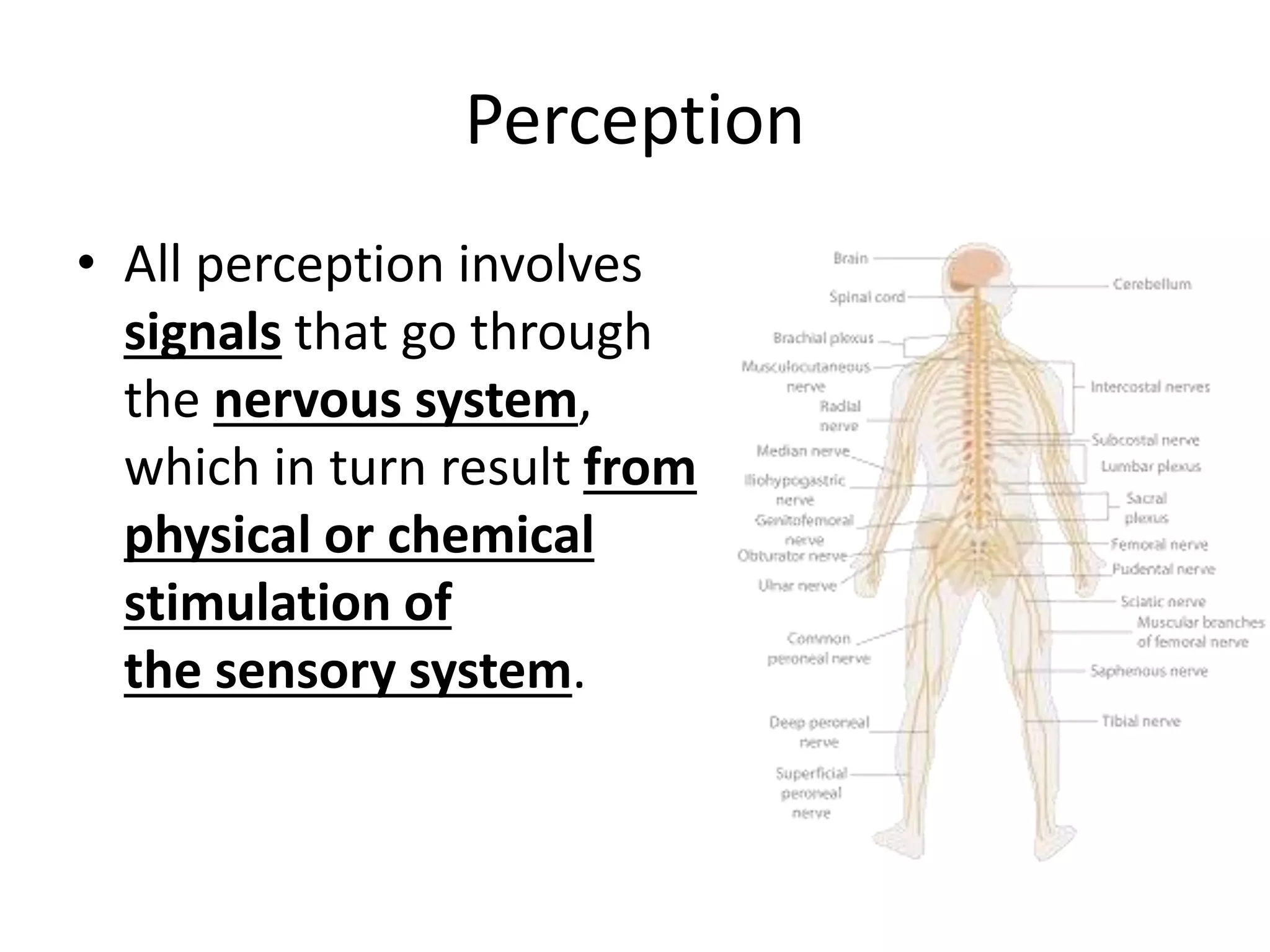 Perception
• All perception involves
signals that go through
the nervous system,
which in turn result from
physical or chemical
stimulation of
the sensory system.
 