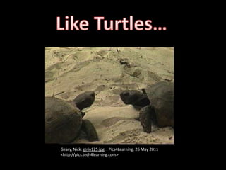 Like Turtles… Geary, Nick. gtrln125.jpg. . Pics4Learning. 26 May 2011 <http://pics.tech4learning.com> 
