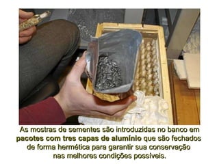 As mostras de sementes são introduzidas no banco em  pacotes com tres capas de alumínio  que são fechados  de forma hermética para garantir sua conservação  nas melhores condições possíveis. 