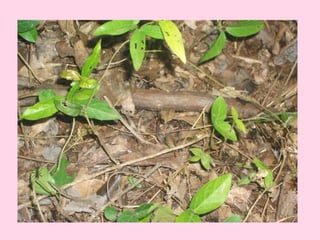 Arca de noé genifer