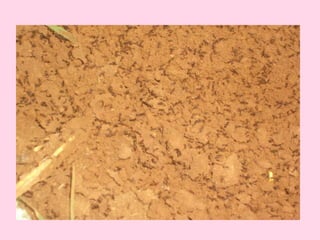 Arca de noé genifer