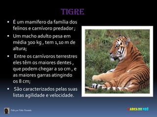 TIGRE
 É um mamífero da família dos
  felinos e carnívoro predador ;
 Um macho adulto pesa em
  média 300 kg , tem 1,10 m de
  altura;
 Entre os carnívoros terrestres
  eles têm os maiores dentes ,
  que podem chegar a 10 cm , e
  as maiores garras atingindo
  os 8 cm;
 São caracterizados pelas suas
  listas agilidade e velocidade.

 Feito por: Fábio Fernandes
 