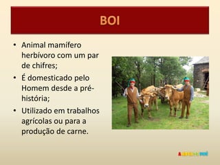 • Animal mamífero
  herbívoro com um par
  de chifres;
• É domesticado pelo
  Homem desde a pré-
  história;
• Utilizado em trabalhos
  agrícolas ou para a
  produção de carne.
 