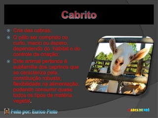    Cria das cabras;
   O pêlo ser comprido ou
    curto, macio ou áspero,
    dependendo do habitat e do
    controle da criação;
   Este animal pertence à
    subfamília dos caprinos que
    se caracteriza pela
    constituição robusta,
    flexibilidade na alimentação,
    podendo consumir quase
    todos os tipos de matéria
    vegetal.
 