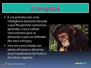  É um primata com uma
  inteligência bastante elevada
  o que lhe permite comunicar,
  aprender, criar e utilizar
  instrumentos para se
  alimentar e para se defender
  dos seus inimigos;
 Vive em comunidade nas
  selvas africanas e alimenta-
  se principalmente de frutas e
  de outros vegetais.
  Feito por: Daniel Garrido
 