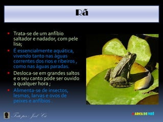 Rã

 Trata-se de um anfíbio
  saltador e nadador, com pele
  lisa;
 É essencialmente aquática,
  vivendo tanto nas águas
  correntes dos rios e ribeiros ,
  como nas águas paradas.
 Desloca-se em grandes saltos
  e o seu canto pode ser ouvido
  a qualquer hora ;
 Alimenta-se de insectos,
  lesmas, larvas e ovos de
  peixes e anfíbios .

 Feito por : Joel Cá
 