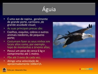 Águia
• É uma ave de rapina , geralmente
  de grande porte, carnívora ,de
  grande acuidade visual;
• As suas principais presas são:
• Coelhos, esquilos, cobras e outros
  animais roedores, de pequeno
  porte;
• Costumam fazer os seus ninhos em
  locais altos como, por exemplo ,
  topo de montanhas e árvores altas;
• Possui um peso de cerca 6 kg e
  comprimento até 1 metro.
• Põe até 3 ovos de cada vez;
• Atinge uma velocidade de
  aproximadamente 100kmh.
  Feito por: Alexandre Dias
 