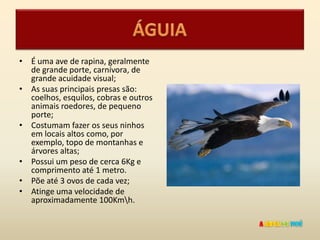 • É uma ave de rapina, geralmente
  de grande porte, carnívora, de
  grande acuidade visual;
• As suas principais presas são:
  coelhos, esquilos, cobras e outros
  animais roedores, de pequeno
  porte;
• Costumam fazer os seus ninhos
  em locais altos como, por
  exemplo, topo de montanhas e
  árvores altas;
• Possui um peso de cerca 6Kg e
  comprimento até 1 metro.
• Põe até 3 ovos de cada vez;
• Atinge uma velocidade de
  aproximadamente 100Kmh.
 