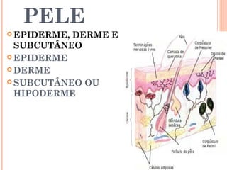 PELE
 EPIDERME, DERME E
SUBCUTÂNEO
 EPIDERME
 DERME
 SUBCUTÂNEO OU
HIPODERME
 