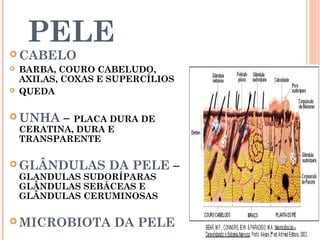 PELE
 CABELO
 BARBA, COURO CABELUDO,
AXILAS, COXAS E SUPERCÍLIOS
 QUEDA
 UNHA – PLACA DURA DE
CERATINA, DURA E
TRANSPARENTE
 GLÂNDULAS DA PELE –
GLANDULAS SUDORÍPARAS
GLÂNDULAS SEBÁCEAS E
GLÂNDULAS CERUMINOSAS
 MICROBIOTA DA PELE
 