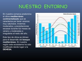 NUESTRO  ENTORNO En nuestra comarca predomina el clima  mediterráneo continentalizado  que se caracteriza por tener veranos muy calurosos, inviernos moderados y precipitaciones escasas durante los meses de verano y moderadas e irregulares el resto del año.  Este tipo de clima es idóneo para el desarrollo del  bosque mediterráneo . En nuestra región este ecosistema ha sido modificado dando lugar a la  DEHESA . 