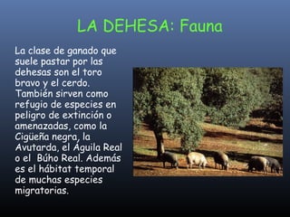 LA DEHESA: Fauna La clase de ganado que suele pastar por las dehesas son el toro bravo y el cerdo.  También sirven como refugio de especies en peligro de extinción o amenazadas, como la Cigüeña negra, la Avutarda, el Águila Real o el  Búho Real. Además es el hábitat temporal de muchas especies migratorias.   
