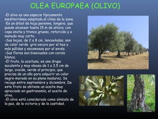 El olivo es una especie típicamente mediterránea adaptada al clima de la zona. Es un árbol de hoja perenne, longevo, que puede alcanzar hasta 15 m de altura; con copa ancha y tronco grueso, retorcido y a menudo muy corto.  -Sus hojas, de 2 a 8 cm, lanceoladas, son de color verde  gris oscuro por el haz y más pálidas y escamosas por el envés.  -Sus flores son bisexuales con corola blanca.  -El fruto, la aceituna, es una drupa suculenta y muy oleosa de 1 a 3,5 cm de largo, ovoide, verde al principio, que precisa de un año para adquirir un color negro-morado en su plena madurez. Se recoge entre septiembre y diciembre. De este fruto se obtiene un aceite muy apreciado en gastronomía, el aceite de oliva. -El olivo está considerado como símbolo de la paz, de la victoria y de la castidad. OLEA EUROPAEA (OLIVO) 