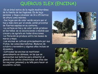 -Es un árbol nativo de la región mediterránea de la familia de las fagáceas. Es de hoja perenne  y llega a alcanzar de 16 a 25 metros de altura como máximo. -Sus hojas son de color verde oscuro por el haz y más claro por el envés, están provistas de fuertes espinas en su contorno. -La corteza es lisa y de color verde grisáceo en los tallos; se va oscureciendo a medida que crecen y se agrieta en todas direcciones. -La floración se produce entre los meses de marzo y mayo. -Las encinas se cultivan principalmente por sus frutos, las conocidas bellotas. Maduran de octubre a noviembre y algunos años incluso en diciembre. -Cultivadas las encinas se mantienen generalmente en dehesas, en las que se aprovechan sus bellotas para alimentar al ganado (los cerdos alimentados con ellas dan los mejores jamones) y su leña para hacer un excelente carbón. QUERCUS ILEX (ENCINA) 