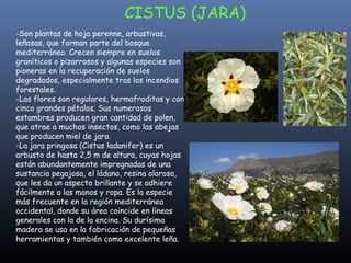 -Son plantas de hoja perenne, arbustivas, leñosas, que forman parte del bosque mediterráneo. Crecen siempre en suelos graníticos o pizarrosos y algunas especies son pioneras en la recuperación de suelos degradados, especialmente tras los incendios forestales.  -Las flores son regulares, hermafroditas y con cinco grandes pétalos. Sus numerosos estambres producen gran cantidad de polen, que atrae a muchos insectos, como las abejas que producen miel de jara.  -La jara pringosa (Cistus ladanifer) es un arbusto de hasta 2,5 m de altura, cuyas hojas están abundantemente impregnadas de una sustancia pegajosa, el ládano, resina olorosa, que les da un aspecto brillante y se adhiere fácilmente a las manos y ropa. Es la especie más frecuente en la región mediterránea occidental, donde su área coincide en líneas generales con la de la encina. Su durísima madera se usa en la fabricación de pequeñas herramientas y también como excelente leña. CISTUS (JARA) 