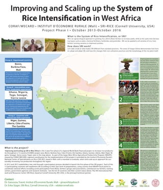 Improving and Scaling up the System of
Rice Intensification in West Africa
CO R A F / W E C A R D • I N S T I T U T D ’ É CO N O M I E R U R A L E ( M a l i ) • S R I - R I C E (Co r n e l l U n i ve r s i t y, U S A )
Project Phase I • October 2013-October 2016
Wh at is th e System o f R ice I nte nsi f i cat i on, or S R I ?
SRI is an agroecological approach to growing rice, which allows farmers to increase yields, while at the same time decreasing inputs such as water, chemical fertilizers, herbicides and pesticides. SRI can be applied to all varieties of rice, from
farmers’ existing varieties to improved varieties.

How d o es SR I wo rk?
Let’s take a look at what makes SRI different from standard practices. The series of images below demonstrates how farmers adopt and adapt SRI, and how this changes their rice cultivation practices and the morphology of the rice plant itself.

Group A - Experienced countries

Benin,
Burkina Faso,
Mali
These three countries have several years
of experience with SRI, in multiple regions, with training structures in place.
Our objective is to scale up SRI with a
harmonized approach, and with a welldesigned monitoring system in place.

1

Group B - Intermediate countries, moderately experienced

Ghana, Nigeria,
Togo, Senegal,
Sierra Leone
With basic SRI experience, these five
countries have a good base to build from.
Our objective is to reinforce their capacity for training and implementing SRI,
and to expand trials to new locations and
to different rice cropping systems.

Group C - Countries with
interest but little experience

Healthy plant
establishment

Early and careful transplanting, at around 8-12 days

B
A

C

C

A

2

C
A

B

B

C

B

Low plant density

1 plant per hill, with a wider
spacing between hills–typically 25cm or more

B

C

Niger, Guinea,
Liberia, Côte d’Ivoire,
The Gambia

3

Active soil aeration

Mechanical weeding aerates
the soil, and reincorporates
weeds to add organic matter

These five countries have limited existing SRI trials underway, and little if any
training capacity in place. Our objective
then is to organize initial trainings on
SRI, and to set up pilot tests in different
locations around each country.

Wh at is t he p ro j ec t ?

4

Reduced water

Practice alternate wetting
and drying where possible,
allowing aerobic conditions

‘Improving and Scaling up SRI in West Africa’ is the 3-year first phase of a regional World Bank-financed project to increase rice productivity throughout a 13-country ECOWAS project area (Benin, Burkina Faso, Côte d’Ivoire, the Gambia, Ghana, Guinea, Liberia, Mali, Niger, Nigeria, Senegal, Sierra Leone, Togo), seen in the map above. As part of the larger West Africa Agricultural Productivity Program (WAAPP),
steered by CORAF/WECARD, regional coordination for the implementation of the project is provided by the Institut d’Économie Rurale’s
National Center of Specialization on Rice (CNS-RIZ), based in Mali, with a mandate to evaluate, select and scale up an approach for sustainably increasing rice production throughout the region.
In 2012 and 2013 stakeholders met, and through a participatory process decided to launch the first phase of the SRI project. Each of the
13 participating countries will implement SRI according to their own level of preparedness, using country-level WAAPP focal points to
coordinate national efforts including active participation from NGOs, farmers’ groups and associations, commercial rice farmers, training
centers, government agencies and research institutes. See the list of countries and their current status above. The SRI International Network and Resources Center (SRI-Rice), based at Cornell University (NY, USA), is the principal technical partner.

5

Organic matter

Preference organic matter
over synthetic fertilizers,
when possible

Contact:

Dr. Gaoussou Traoré, Institut d’Économie Rurale, Mali – gtraore9@yahoo.fr
Dr. Erika Styger, SRI-Rice, Cornell University, USA – eds8@cornell.edu

	
  

CNS-RIZ

Preparing plants for transplanting early allows maximum time
for each plant to develop its
optimum tillering potential. In
contrast to normal farmer practices of transplanting at several
weeks of age, SRI advises transplanting from a nursery when
individual plants have only 2
leaves apiece, and to carefully
handle each plant so as not to
damage their growth potential.
In SRI, unlike in conventional
practice, plants are transplanted
singly, with wide spacing between
hills. This results in an 80-95% reduction in seed use, and provides
each plant with ample space, light
and nutrients. Plants respond by
producing more tillers and deeper
and fuller root systems, which
translates into better plant health,
and increased panicle length and
grain size. Yields often improve
by 50% or more, as seen in many
parts of West Africa and the world.

When farmers adopt and adapt
SRI in their fields, traditional
methods of weed control often
need to be changed. Instead
of relying on herbicides and
flooding, SRI calls for mechanical weeding as much as is possible. Different weeder models
are used for irrigated rice (like
the one at left) than for upland
conditions. Farmer adaptation
and experimentation is key to
developing locally appropriate
systems.
Rice is often flooded as a means
of weed control, but anaerobic
soil impedes root growth, plant
health, and mineralization of
nutrients, and limits the diversity, abundance and effectiveness of soil flora. One of the
keys to SRI is having an aerobic
soil environment, which necessitates other changes like
adoption of mechanical weed
control, and addition of organic
matter instead of heavy reliance on synthetic fertilizers.
SRI works as a synergistic approach, meaning that all the
steps above produce an effect
that is greater than the sum of
their parts. Additions of organic matter to an aerobic soil
provide a complex and rich soil
habitat for rice plants. By transplanting young, vigorous plants
with wide spacing, each plant
grows healthy and strong, resulting in high yields and better
soil health, using fewer inputs,
and increasing farmer incomes.

 