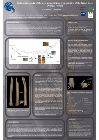Preliminary study of the new paleolithic caprini remains of the Niaux Cave
(Ariège, France)
D. Arceredillo 1, Y. Le Guillou2
1. Faculty of Humanities and Social Sciences. Universidad Isabel I. Burgos. Spain. 09003. diego.arceredillo@ui1.es
2. Ministère de la Culture / UMR 5608 du CNRS, Toulouse, France
INTRODUCTION
The Cave of Niaux (Ariège, France) is placed in the east part of the Pyrenean mountain range, 700 meters above sea
level and 100 meters from the course of the Vicdessos river. Since the discovery of its famous Magdalenian
paintings, and despite its more than 3 km of galleries, most of the studies have only concerned these paintings.
The cave is located in the valley formerly occupied by an ancient glacier that is estimated had mainly retreated 14,000
years ago, during the Middle Magdalenian. The archeological records of nearby sites such as Fontanet, Bédeilhac, Mas
d’Azil and Enlène have the same date. Others like Les Églises, La Vache are dated in the Upper Magdalenian.
OBJECTIVES
To provide new insights about the presence of
caprini in the Pyrenean mountain range.
To add new remains to know the evolution of
caprinae in a region that is considered the origin of
the current species of Capra for some authors.
MATERIALS AND METHODS
The fossil material from Niaux consist of a tibia
which lacks of the proximal edge. The collections of
the Naturhistorisches Museum of Wien (Caprathe Naturhistorisches Museum of Wien (Capra
pyrenaica, Capra ibex and Hemitragus jemlahicus),
the National Museum of Natural Sciences of Madrid
(Capra pyrenaica) and the Musée National de
Préhistoire of France (Capra pyrenaica, Capra ibex
and Hemitragus bonali) have been analyzed in order
to assess taxonomically the caprini remains from
Niaux.
A total of 6 osteometrical variables were measured
and were taken with digital calipers follow Driesch
(1976).
To establish the age at death we have only used the
age of fusion of the distal epiphysis.
Radiocarbon dating has been used as method to
know the age of the fossils.
Fig 1. Topography of the Niaux Cave with the location of the “Galerie des empreintes animales” and of different
representations of Capra.
RESULTS
The fossil recovered corresponds to a distal fragment of the
right tibia of caprini. It presents the distal epiphysis fused.
This suggests a relative age upper than 3 or 4 years (Serrano
et al., 2011).
From a morphological point of view, the surface that
articulates with the talus has parallel medial and lateral
faces, which differs in Capra ibex (1). Between them, the
ridge is not very prominent and nor either elongated. The
faces, which articulate with the malleolus, are a bit separated
what is common in C. pyrenaica and Hemitragus (2). The
surface that articulates with the fibula retracts cranially as in
Capra and Hemitragus (3). The malleolar groove is poorly Fig 4. Morphometrical characteristics of the Niaux
tibia.
Fig 3. Tibia from the Niaux Cave (Galerie des
empreintes animales).
Capra and Hemitragus (3). The malleolar groove is poorly
developed whereas the medial malleolus is very projected
towards the medial end as in Hemitragus (4). The cranial
surface presents a horizontal relief as in Hemitragus and
Capra (5).
It is a large bone which dimensions are between Hemitragus
and Capra caucasica and above the current iberian and
alpine wild goats.
The analysis of morphometrical characters does not
discriminate the different species of Capra. In addition, it
also has some features in common with Hemitragus. For this
reason, the remains are attributed to Caprini indet. waiting
to check more remains.
The date obtained through 14C indicates: between 16,496
and 16,105 intcal13 BP 95,4%, which is related to those
obtained in several paintings of the Salon Noir.
CONCLUSIONS
The role of the Pyrenees in the evolution of the tribe Caprini are focusing on the evolution of the Capra genre. Thus,
several authors have proposed this mountain range as a biogeographical barrier or as a hybridization zone that gave rise
to the direct ancestor of Capra pyrenaica and Capra ibex. The Department of Àriege is located as a key region in the study
of this genus due to the identification of three Capra species in different deposits (La Vache - C. pyrenaica, Le Portel - C.
aff. caucasica and Soulabé - C. ibex (Griggo, 1990, Arribas, 2004)). On the other hand, the dating reflects that the pyrenean
wild goats of the middle Magdalenian had very variable morphometrical characteristics.
The Caprinae recovered in the cave of Niaux can provide data on a key period in the evolution of this genre and be able
to conclude if we are facing a biogeographical barrier or facing a hybridization zone that would give rise to the pyrenean
wild goat.
tibia.
REFERENCES
Arribas, O. (2004). Fauna y paisaje de los Pirineos en la Era
Glaciar. Madrid: Lynx Editions.
Von den Driesch, A., 1976. A guide to measurement for animals
bones from archaeoogical sites, Harvard University Peabody
Museum of Archaeology an Ethnology.
Griggo, C. (1991). Le bouquetin de Malarnaud (Ariège);
implications paéobiogéographiques. Quaternaire, 2, 76-82.
Serrano, E., Sarasa, M., Pérez, J.M. y Gállego, L. (2011).
Patterns of epiphyseal fusión in the apendicular skeleton of
the iberian wild goat Capra pirenaica, and comparisons with
other Artiodyactyla. Mammalian Biology. 76, 97-100.
15
20
25
30
23 28 33 38
DD
BD
Capra Niaux
Capra caucasica
Capra pyrenaica Current male
Capra pyrenaica female
Capra ibex Current male
Capra ibex Current female
Capra hircus Current
Hemitragus bonali L'Escale
 