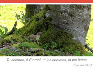 Tu secours, ô Eternel, et les hommes, et les bêtes
Psaumes 36: v7
 