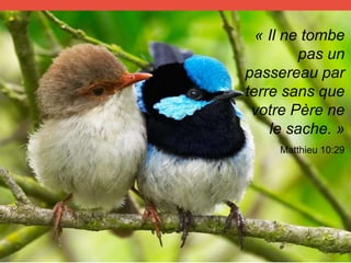 « Il ne tombe
pas un
passereau par
terre sans que
votre Père ne
le sache. »
Matthieu 10:29
 