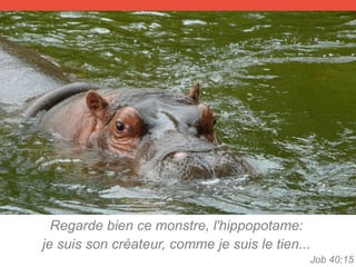 Regarde bien ce monstre, l'hippopotame:
je suis son créateur, comme je suis le tien...
Job 40:15
 