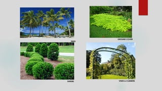 SHRUBS
TREES
GROUND COVER
VINES & CLIMBERS
 