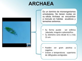 ARCHAEA
Es un dominio de microorganismos
unicelulares. No tienen núcleo en
su célula. Archaea se encuentran
a menudo en habitas acuáticos y
terrestres extremos.
• Su forma puede ser esférica
,lobulada, irregular o pleomórfica .
• Su diámetro varia desde 0.1 a más
15 um.
• Pueden ser gram positiva y
negativa.
• Crecen a temperaturas superiores
de 100 grados centígrados
 