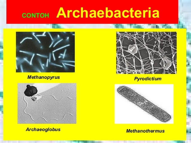 Archaea dan eubateria