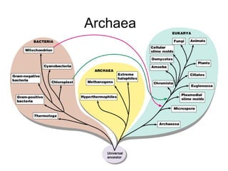 Archaea
 