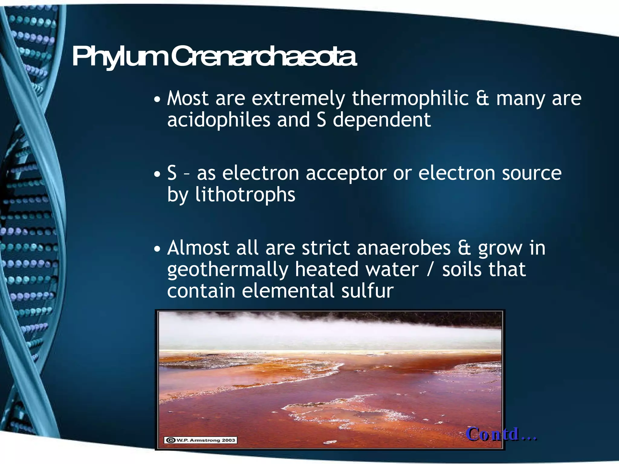 Phylum Crenarchaeota Most are extremely thermophilic & many are acidophiles and S dependent S – as electron acceptor or electron source by lithotrophs  Almost all are strict anaerobes & grow in geothermally heated water / soils that contain elemental sulfur  Contd… 