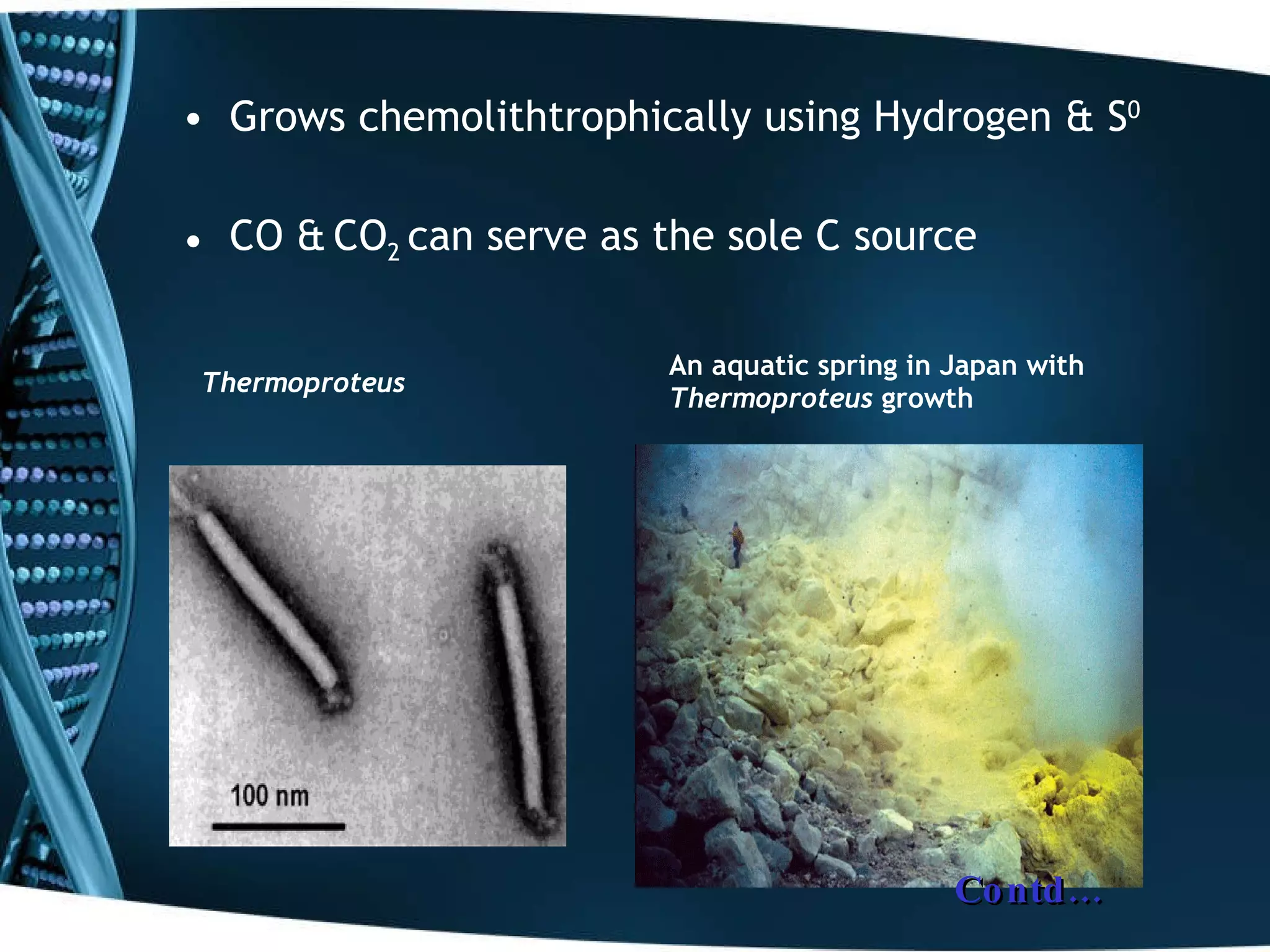An aquatic spring in Japan with  Thermoproteus  growth Grows chemolithtrophically using Hydrogen & S 0 CO &   CO 2  can serve as the sole C source Thermoproteus   Contd… 